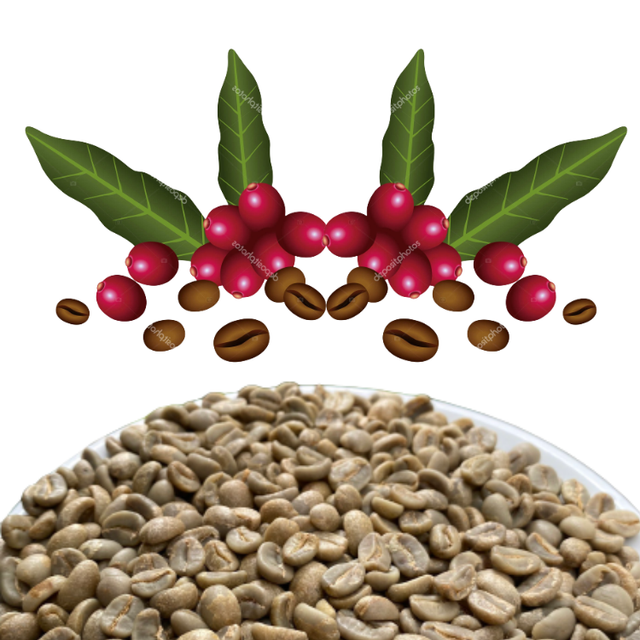 Green Coffee Beans Robusta Green Coffee Beans In Vietnam Manufactory Screen 16 Red Honey Processing Single Origin - Image 1
