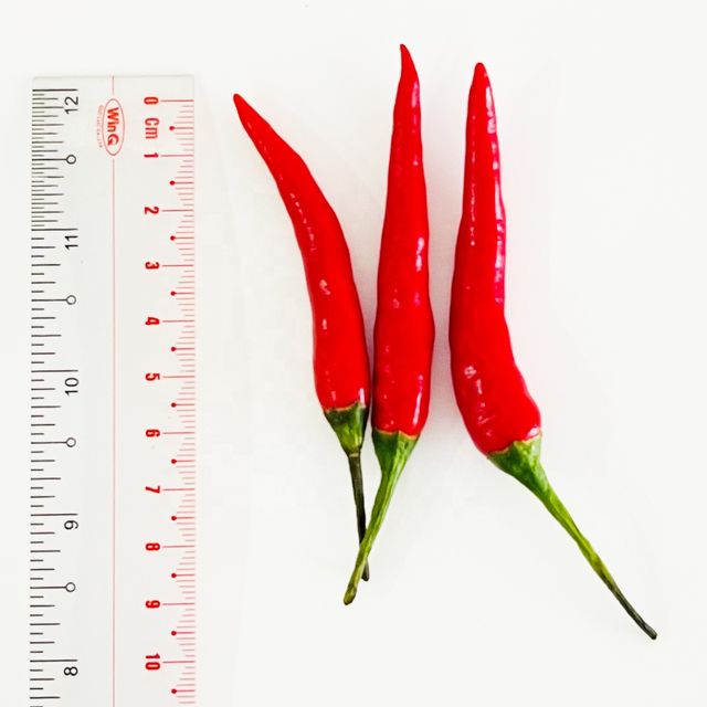 Single Spices and Herbs Fresh Long Red Spicy chilli With 2 months Shelf Life Frozen Style from Vietnam For Export - Image 3