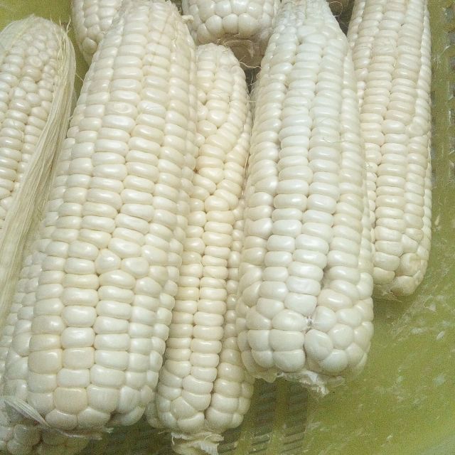 White Corn - Image 2
