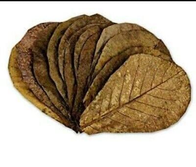 Dried Catappa leaves (Indian Almond) Grade A Packaging Plastic Packing Customized Form Flat, Dry, Clean Drying Process Dry sun - Image 2