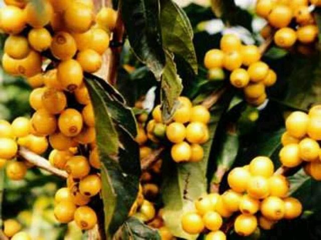 Yellow Bourbon - Image 2
