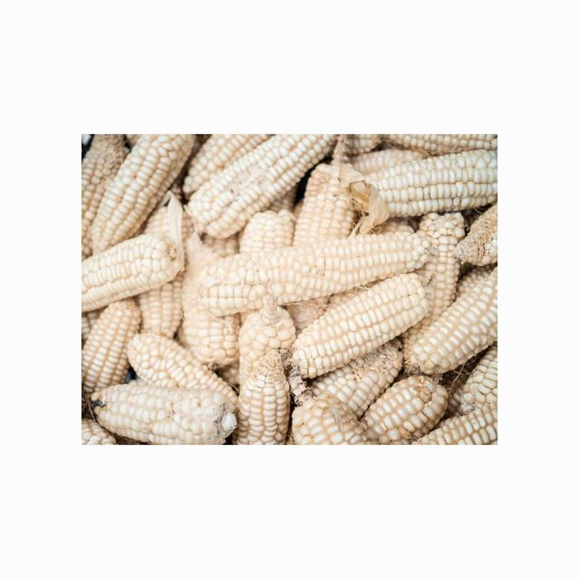 WHITE MAIZE / CORN WHITE MAIZE/CORN` Packaging Bulk Grade High Quality Brand Name DCR Harvest - Image 1