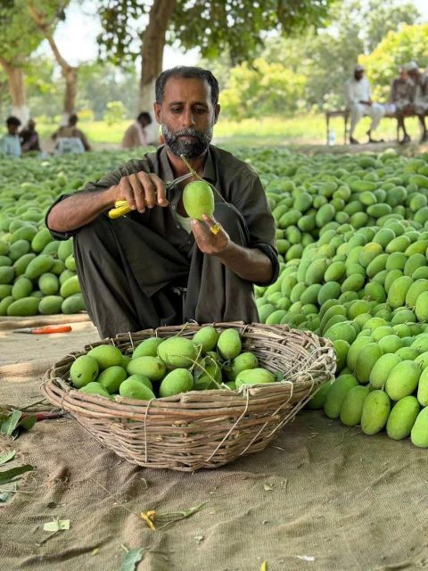 Premium Fresh Mangoes - Image 3