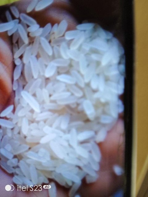 Maize, Rice, Millet and Palm Oil - Image 1
