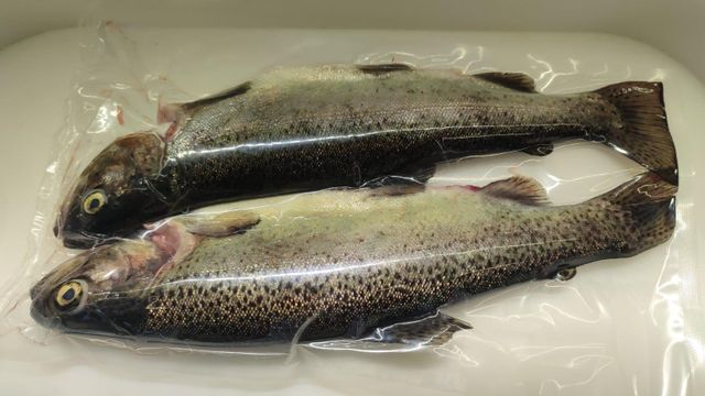 Trout Weight 2 To 2.5 Kg Form Fresh And Frozen Flavor Rich In Flavor Standard European Standards Sustainability Sustainably Sourced - Image 2