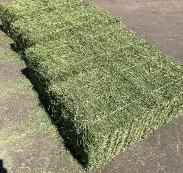 Lucerne (Alfalfa Hay) - Image 5