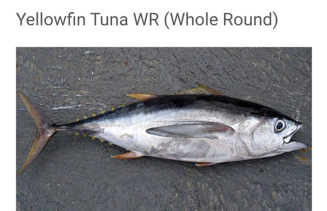 Tuna Grade AAA++ Packaging - Image 3