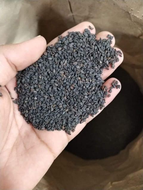 Sesame Seeds Place of Origin KENYA Net Weight Per Bag 50kgs Packing Material New Pp Bag Minimum Order Quantity 5000 Mt Available Bag Sizes 50kgs/bag, 1000kgs/bag - Image 3