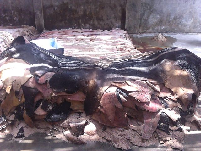 Wet & Salted Donkey and Cow hides - Image 1