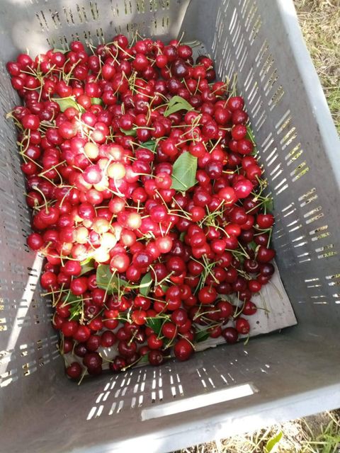 Premium A-Grade Cherries for Export Grade A Color Deep Flavor Rich Texture Plump Juiciness Juicy Quality Standard A-grade - Image 1