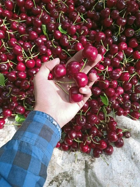 Premium A-Grade Cherries for Export Grade A Color Deep Flavor Rich Texture Plump Juiciness Juicy Quality Standard A-grade - Image 2