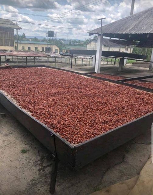 Cocoa Beans – product photo 2, product detail gallery
