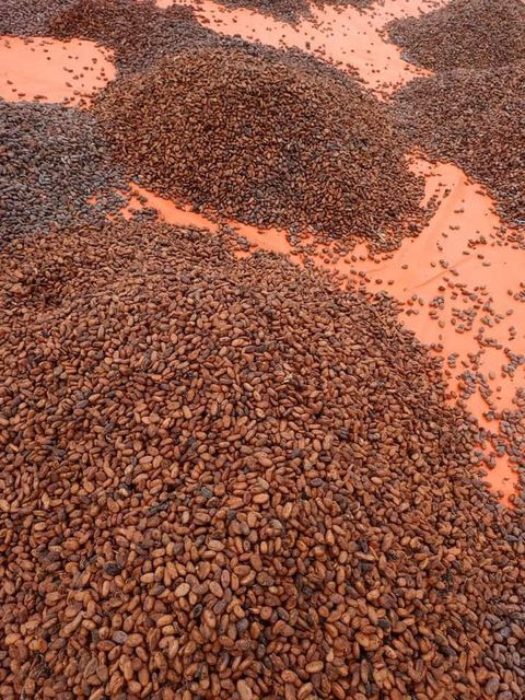 Cocoa Beans – product photo 1, product detail gallery