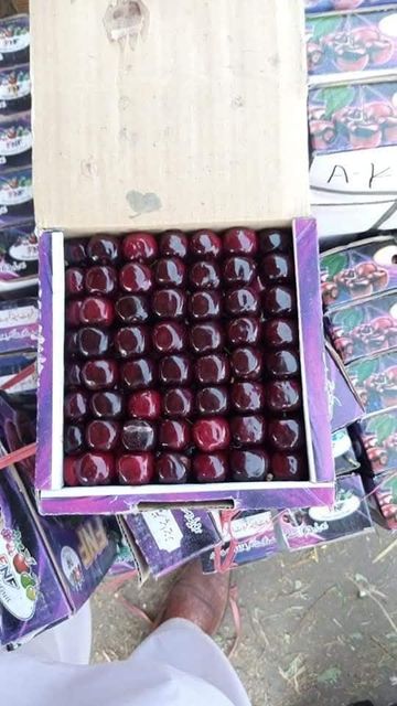 Premium A-Grade Cherries for Export Grade A Color Deep Flavor Rich Texture Plump Juiciness Juicy Quality Standard A-grade - Image 3