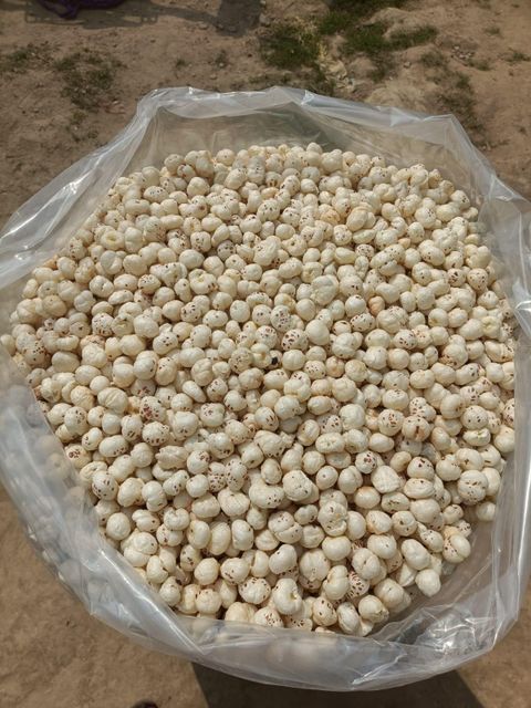 Fox Nuts 16-20mm (Raw) Grade A, 16-20mm Max. Moisture (%) 12 Place of Origin - Image 2