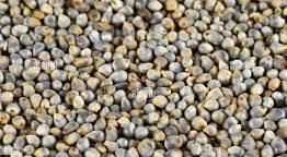 Peral Millet Bajra – product photo 3, product detail gallery