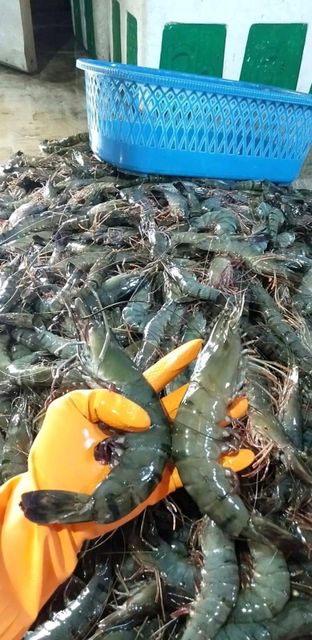 Frozen Tiger Prawn 8-10 HOSO Form frozen Texture Firm Place of Origin Indonesia Size 8-10, 8-10 Pieces Per Kilogram Freezing Method Individually Quick Frozen (iqf) - Image 3