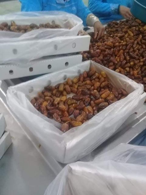Tunisian Deglet Nour Dates for Export - Image 4