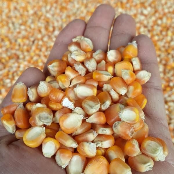Animal Feed Corn (non-GMO yellow maize) - wholesale - Image 3
