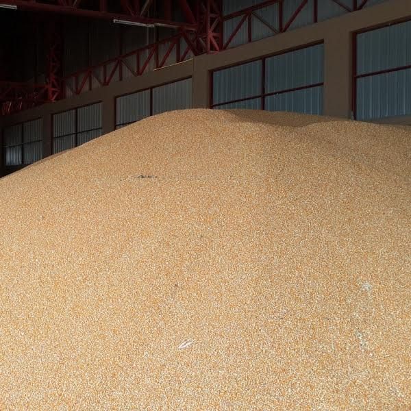 Animal Feed Corn (non-GMO yellow maize) - wholesale - Image 4