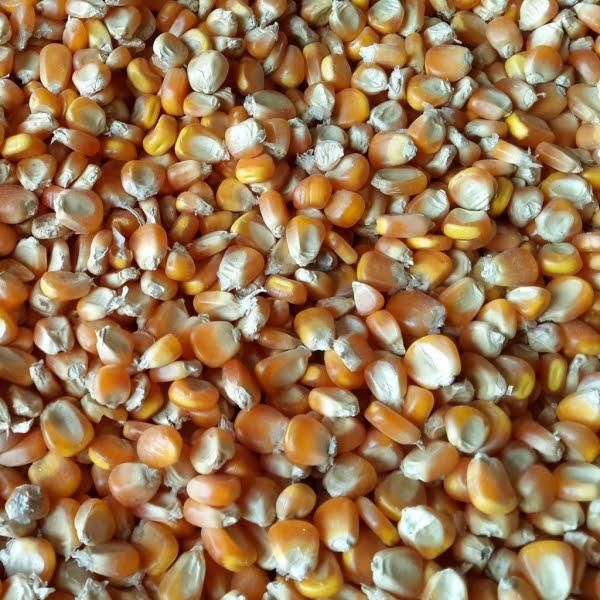 Animal Feed Corn (non-GMO yellow maize) - wholesale - Image 1