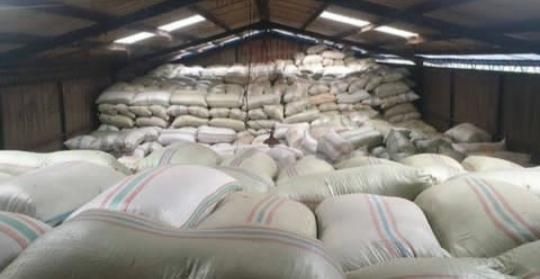 Animal Feed Corn (non-GMO yellow maize) - wholesale - Image 2