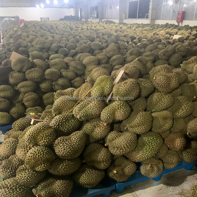 Monthong Fresh Durians fruit export from Vietnam with Yellow Premium quality durian fruit fresh - Image 5