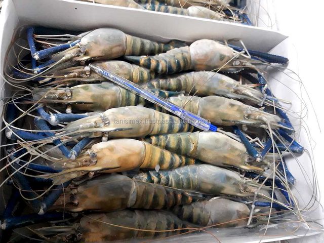 Top sales scampi frozen shrimp wholesale from vietnam - Image 4