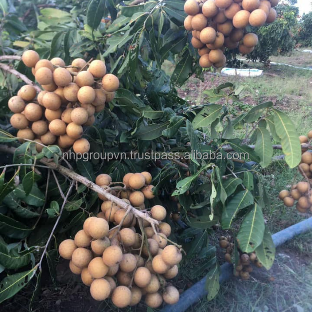 Vietnam High quality longan fruit fresh for export good price, Special Longan in Vietnam - Image 3