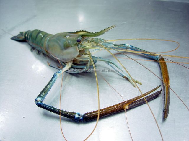 Top sales scampi frozen shrimp wholesale from vietnam - Image 2