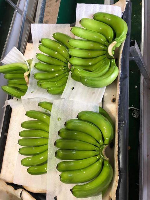 GLOBAL B2B BANANA TRADE - SOURCE THE BEST CAVENDISH VARIETY Grade A Type BANANA Style Fresh Color green Weight (kg) 13 Content - Image 3