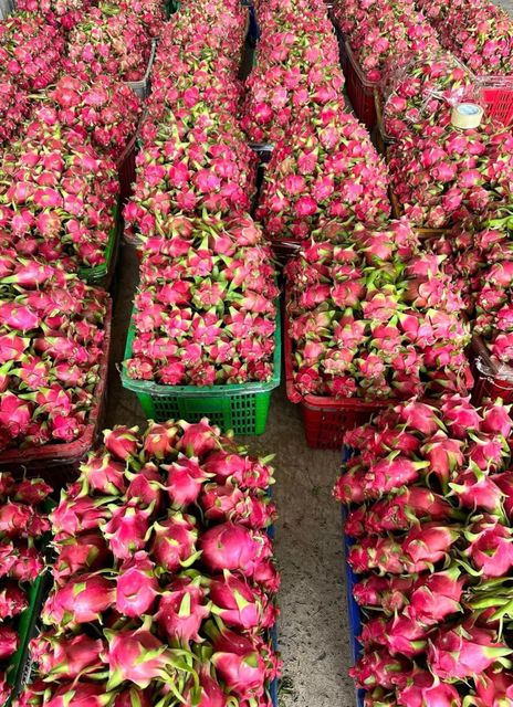 FRESH DRAGON FRUIT WITH RED/WHITE FLESH FOR WHOLESALE FROM VIETNAM - Image 4