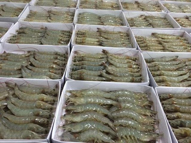 HOSO VANNAMEI SHRIMP VIETNAM BEST PRICE FROM VIETNAM MANUFACTURE - Image 2