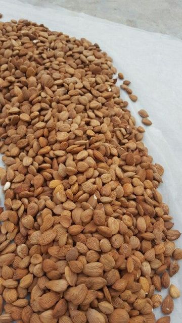 Apricot Kernels/Seeds  Max. Moisture (%) 6% Drying Process Natural sun - Image 2