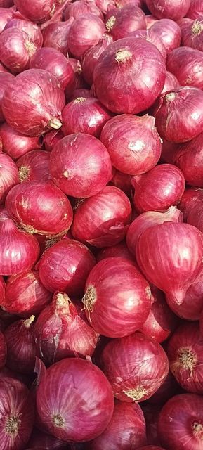Onion Grade A Grade Type Export - Image 2