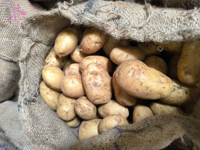 Ooty Potato Origin Ooty Grade Export Flavor Mouth-watering Texture Delightful Crunch Visual Appearance Vibrant Colors Sourcing Method Direct From Fertile Lands - Image 2