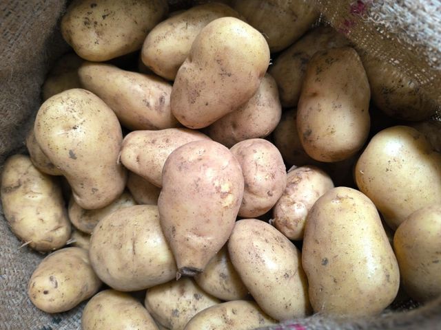 Ooty Potato Origin Ooty Grade Export Flavor Mouth-watering Texture Delightful Crunch Visual Appearance Vibrant Colors Sourcing Method Direct From Fertile Lands - Image 3