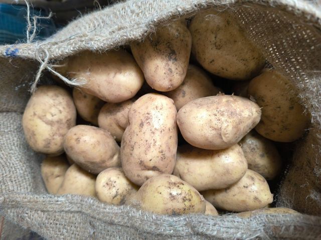 Ooty Potato Origin Ooty Grade Export Flavor Mouth-watering Texture Delightful Crunch Visual Appearance Vibrant Colors Sourcing Method Direct From Fertile Lands - Image 5