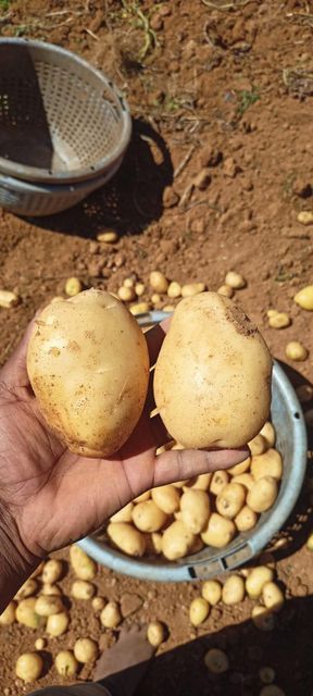 Ooty Potato Origin Ooty Grade Export Flavor Mouth-watering Texture Delightful Crunch Visual Appearance Vibrant Colors Sourcing Method Direct From Fertile Lands - Image 4