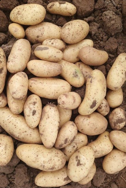 Fresh Potatoes Texture Superior Taste, Texture Packaging Export Standard Packaging Variety L.R ,SANTANA ,FRYSONA ,LAVKAR - Image 5