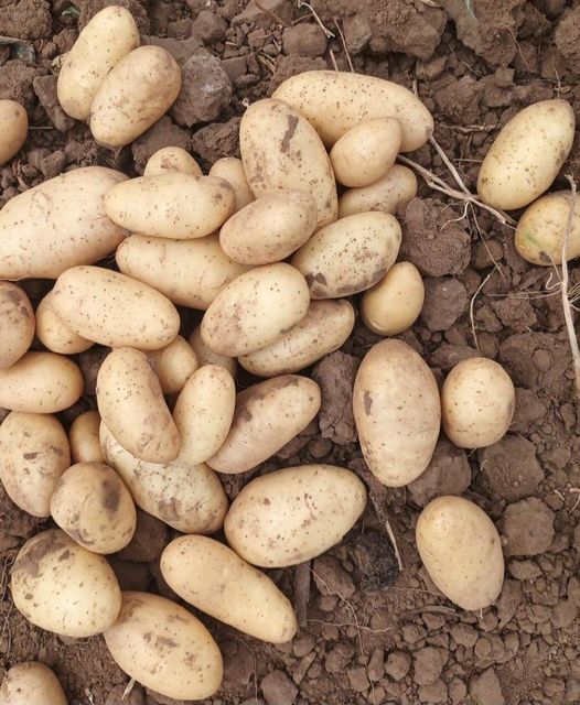 Fresh Potatoes Texture Superior Taste, Texture Packaging Export Standard Packaging Variety L.R ,SANTANA ,FRYSONA ,LAVKAR - Image 6