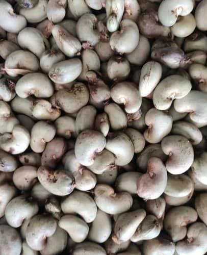 Cashew nut  Packaging 50 kg,100kg and 25 kg depending on customers - Image 2