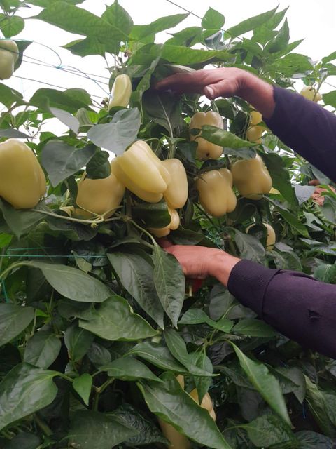 bell peppers Type on - Image 3