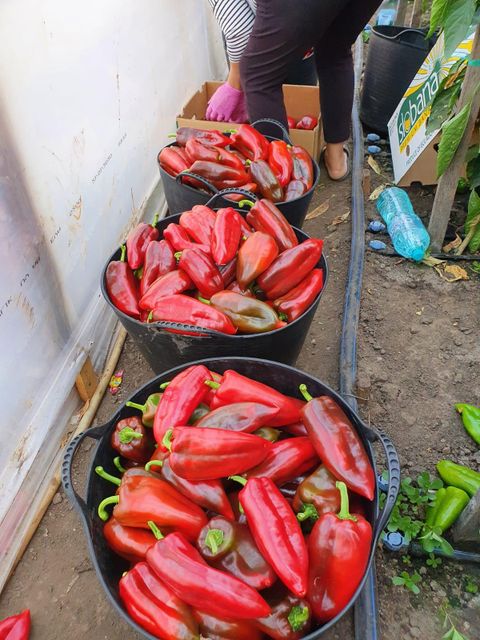 bell peppers Type on - Image 2