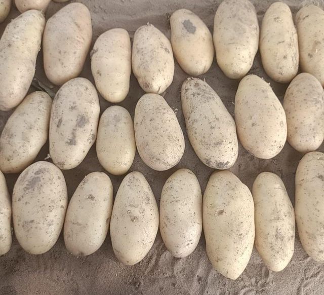 Fresh Potatoes Texture Superior Taste, Texture Packaging Export Standard Packaging Variety L.R ,SANTANA ,FRYSONA ,LAVKAR - Image 4