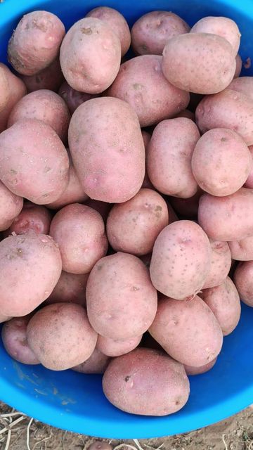 Fresh Potatoes Texture Superior Taste, Texture Packaging Export Standard Packaging Variety L.R ,SANTANA ,FRYSONA ,LAVKAR - Image 1