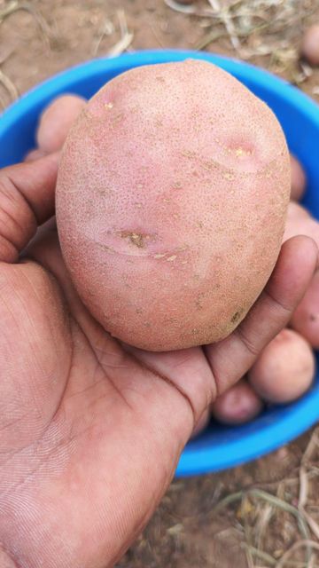 Fresh Potatoes Texture Superior Taste, Texture Packaging Export Standard Packaging Variety L.R ,SANTANA ,FRYSONA ,LAVKAR - Image 2