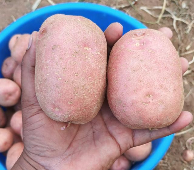 Fresh Potatoes Texture Superior Taste, Texture Packaging Export Standard Packaging Variety L.R ,SANTANA ,FRYSONA ,LAVKAR - Image 3