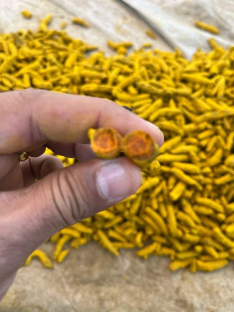 Turmeric finger  – product photo 3, product detail gallery