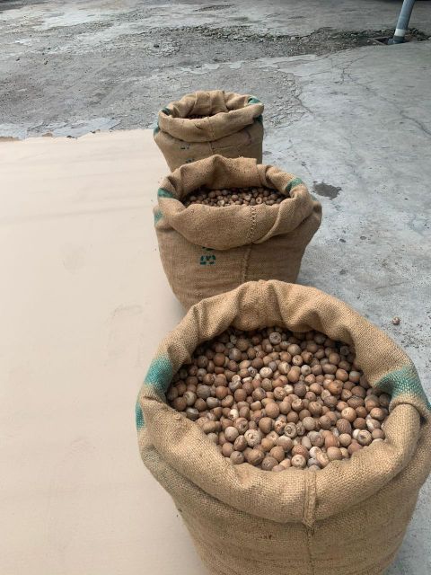 Roasted whole/split Betel Nut Texture Crispy Flavor Rich Aroma Form Whole And Split Drying Process Roasted Packaging Gunny Bag 50 kg - Image 4